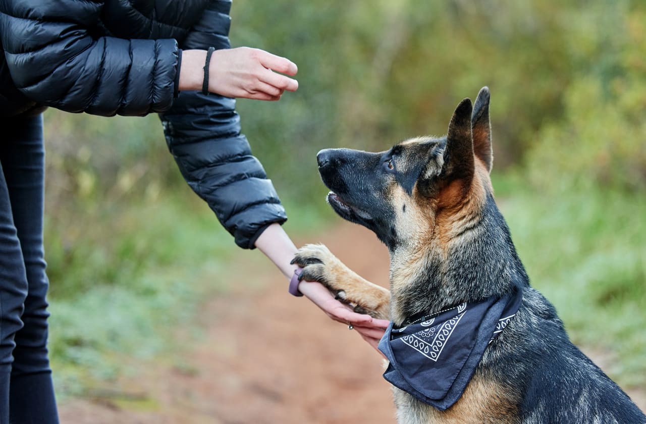 Dog bite injuries