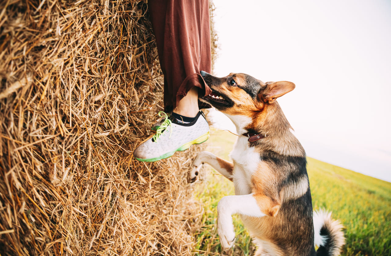 common types of dog bite injuries dog biting person