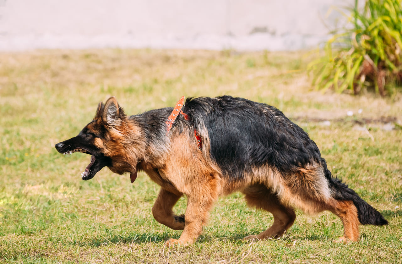 german shepard dog bites injuries